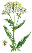 line drawing of yarrow leaves and flower